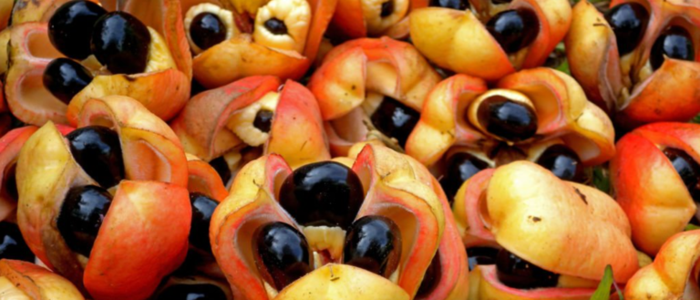 Carry Mi Ackee Go a Linstead Market – Lyrics and Meaning